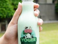 Mahasiswa UGM Membuat Yoghurt Dari Genjer