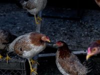 Guru Besar Biologi Molekuler Unair: Resiko Penularan Flu Burung pada Manusia Masih Ada Tapi Jarang Terjadi