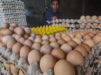 Harga Telur Ayam Naik Drastis di Awal Ramadan, Badan Pangan Nasional Ungkap Penyebabnya