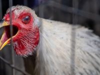 Kasus Baru Flu Burung H5N6 Ditemukan di Provinsi Guangdong, China