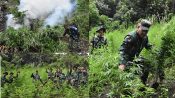Danrem 023KS Kolonel Lukman Hakim Pimpin Langsung Pemusnahan Ladang Ganja 3 Hektare di Mandailing Natal